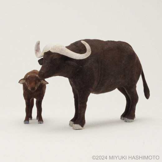 african buffalo